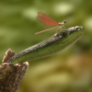 مار , پروانه , سنجاقک