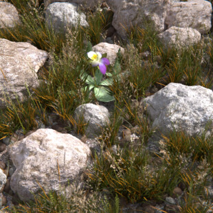 گل کوهی(Blender)