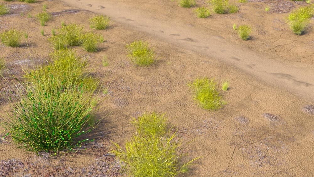 دشت و بیابان - تصویر 2428