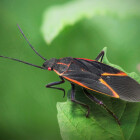 Boxelder Bug