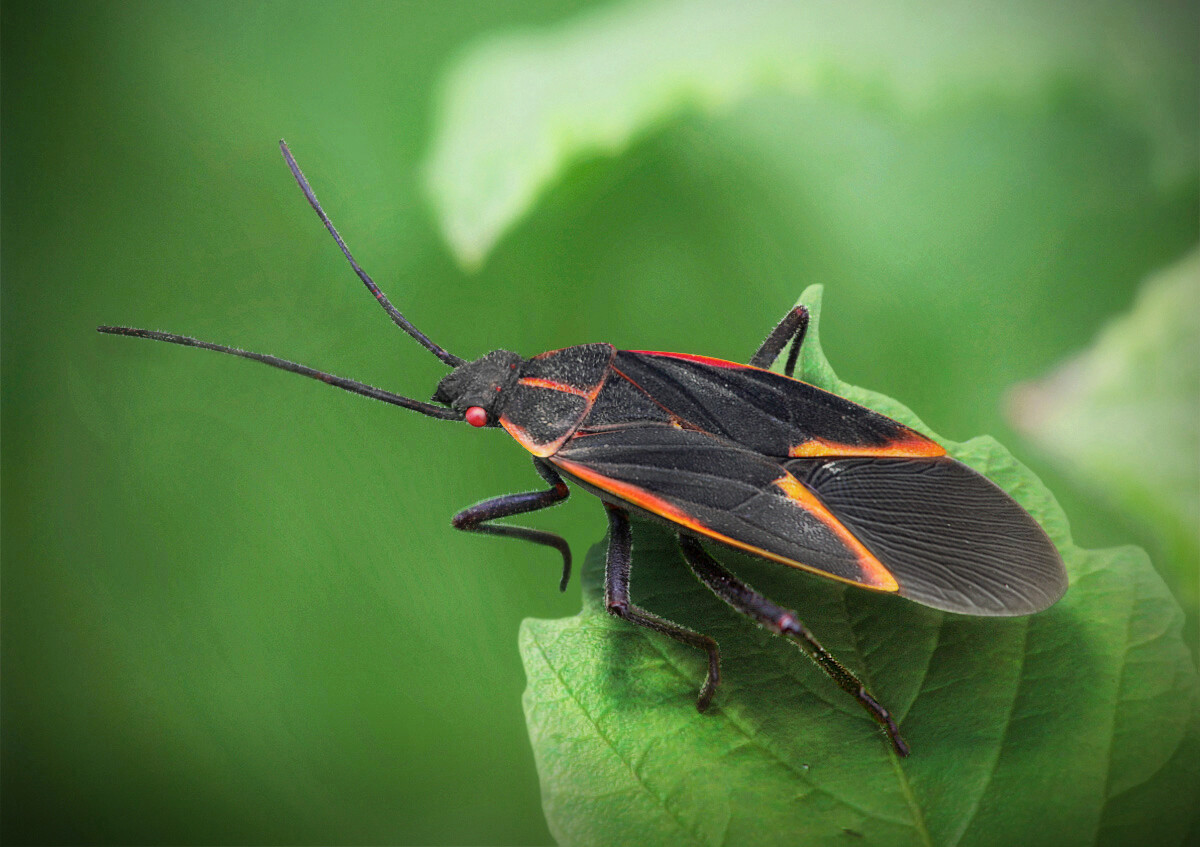 Boxelder Bug - تصویر 2196