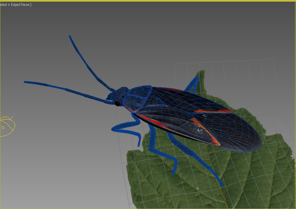 Boxelder Bug - تصویر 2197