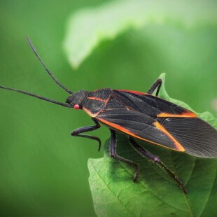 Boxelder Bug