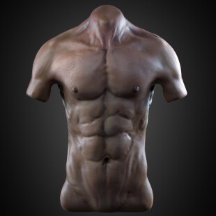 Male Torso