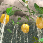 لیموی یخ زده