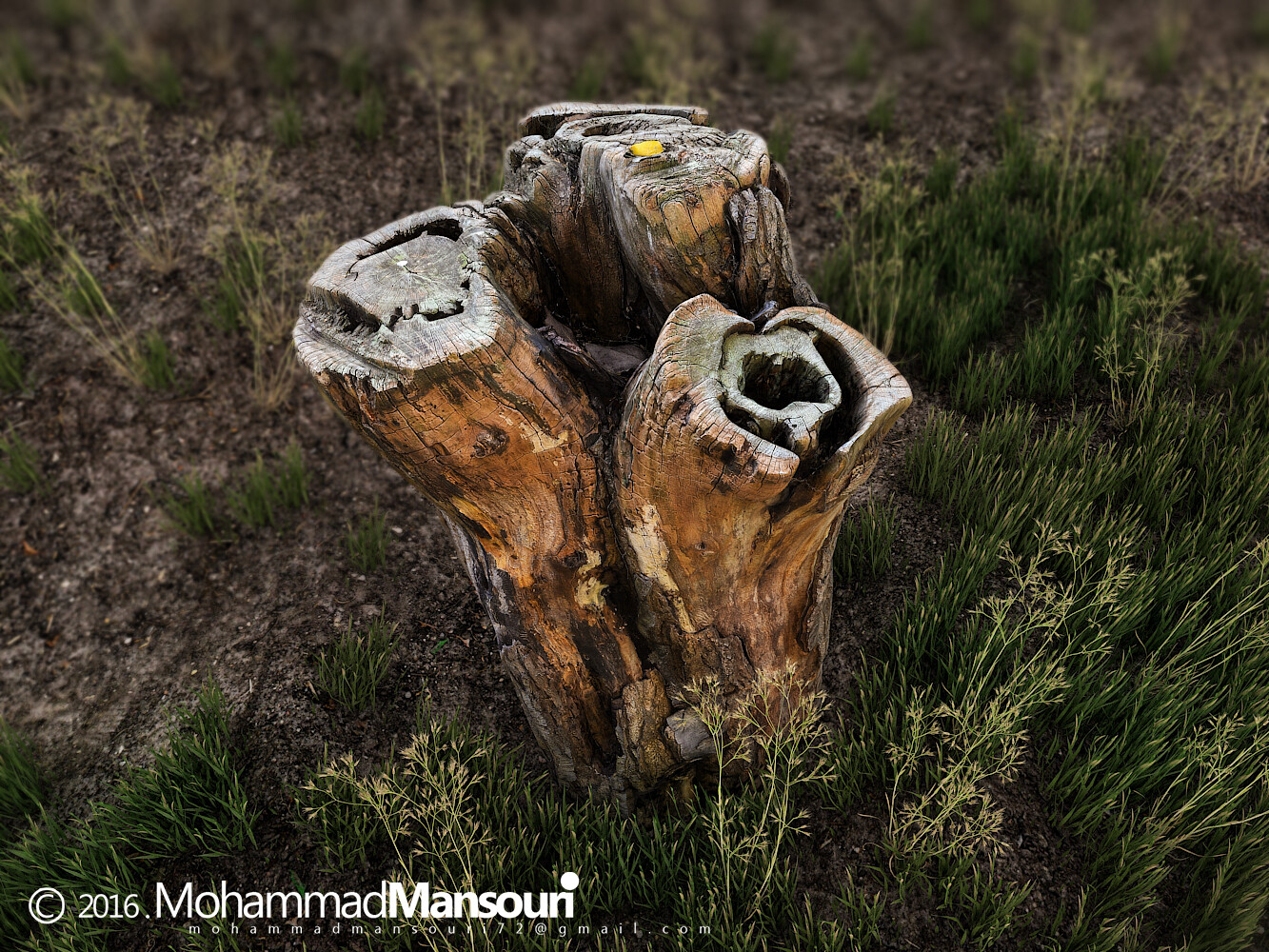 درخت نیمه جون - تصویر 2026