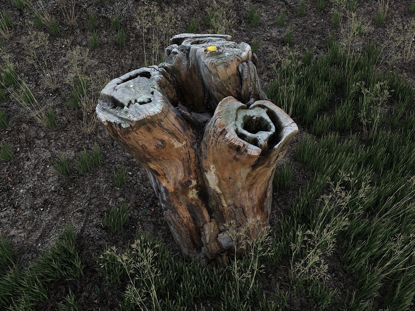 درخت نیمه جون - تصویر 2027