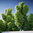 نورپردازی درخت در یونیتی 5