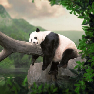 ♦♦♦▬ پــانــدا ▬♦♦♦