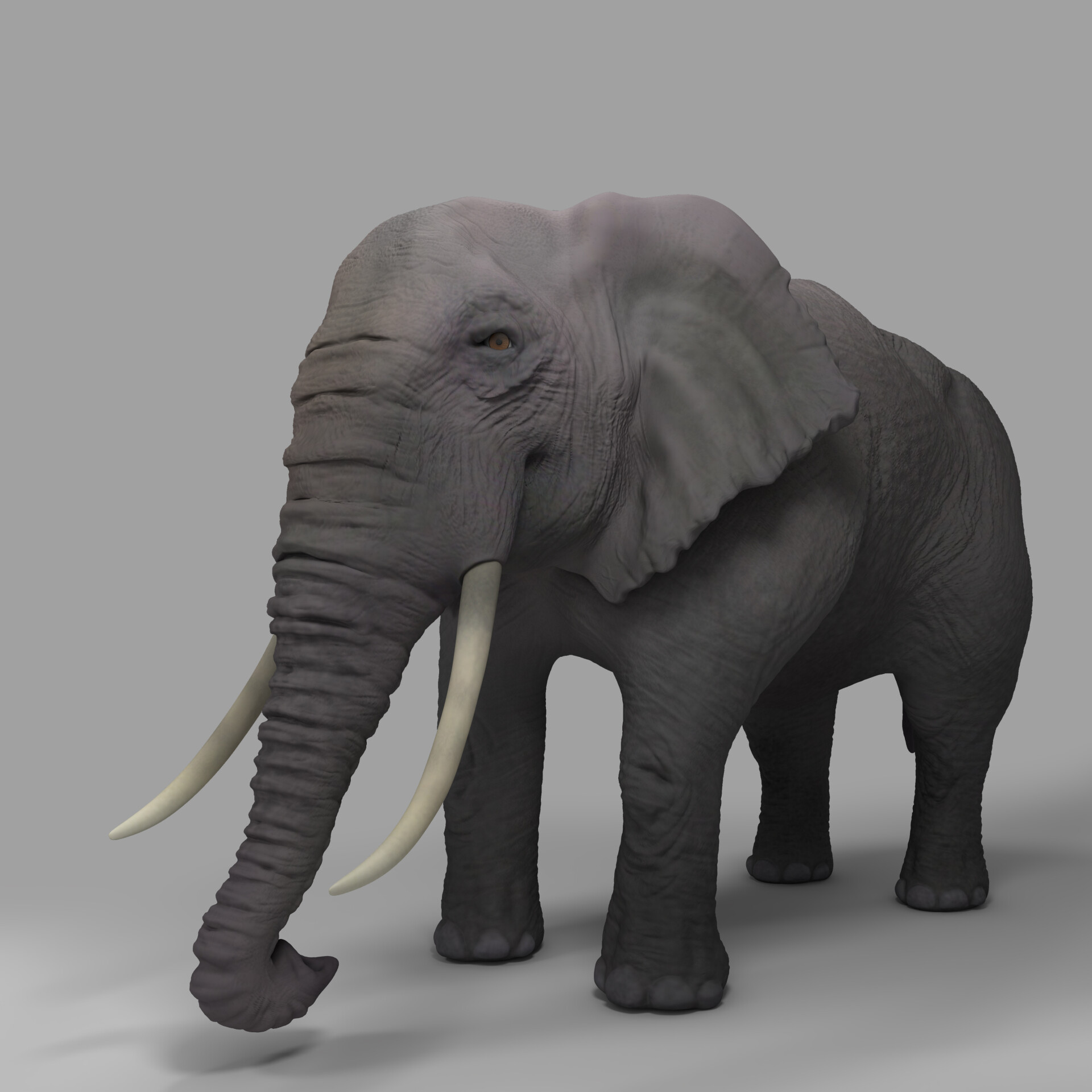 realistic elephant - تصویر 143