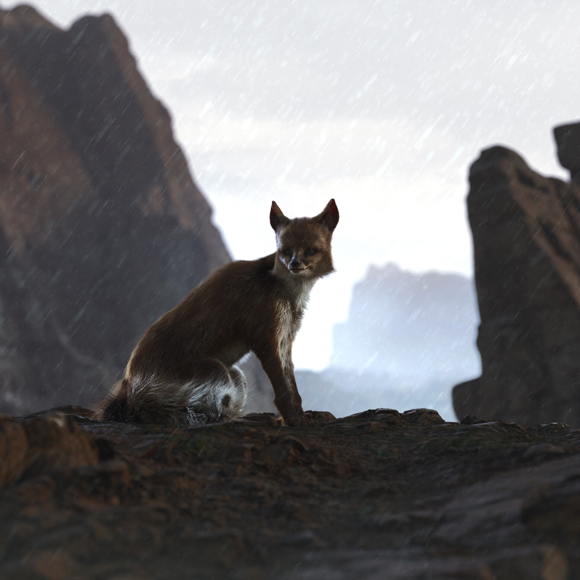 Blanfords fox - تصویر 7609