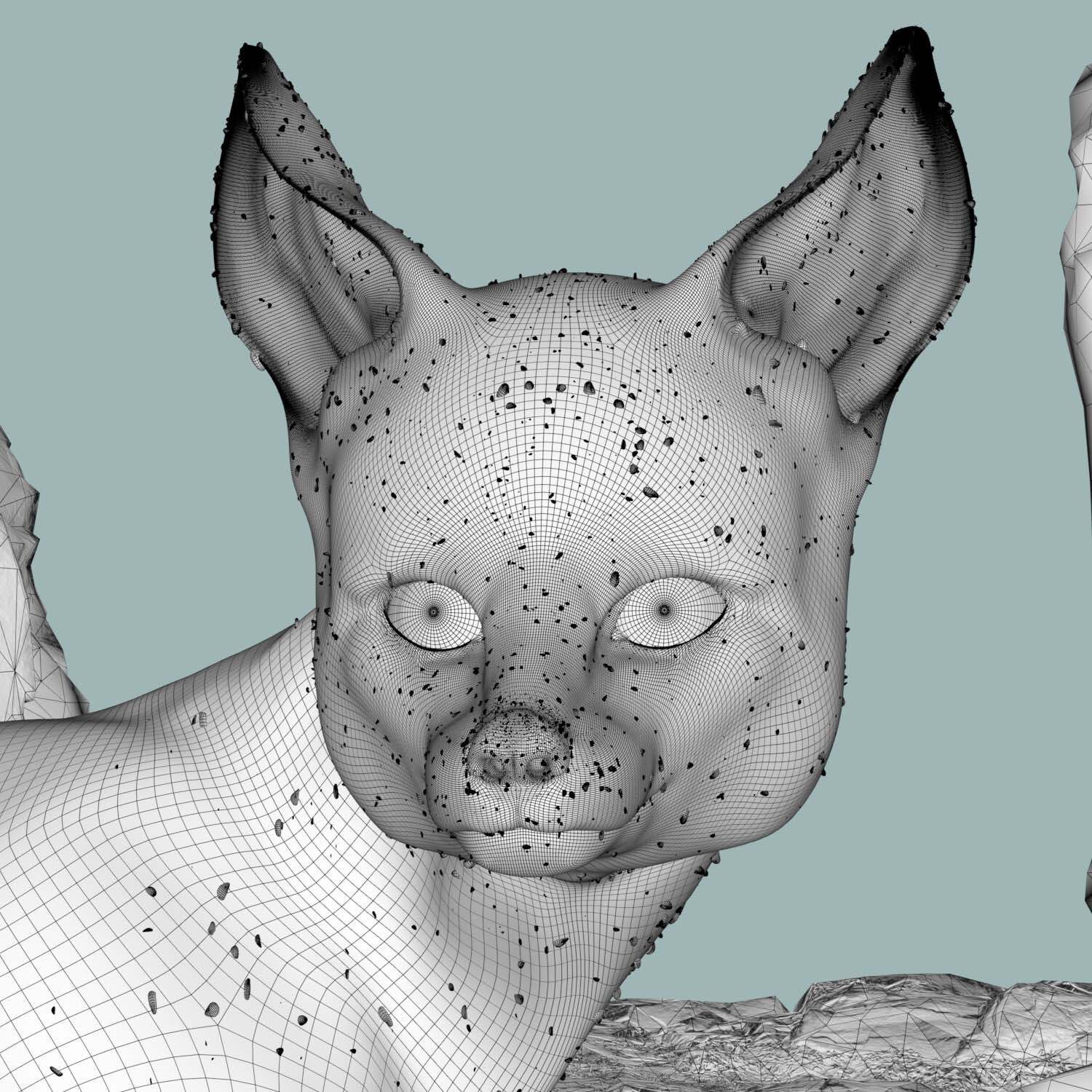 Blanfords fox - تصویر 7662