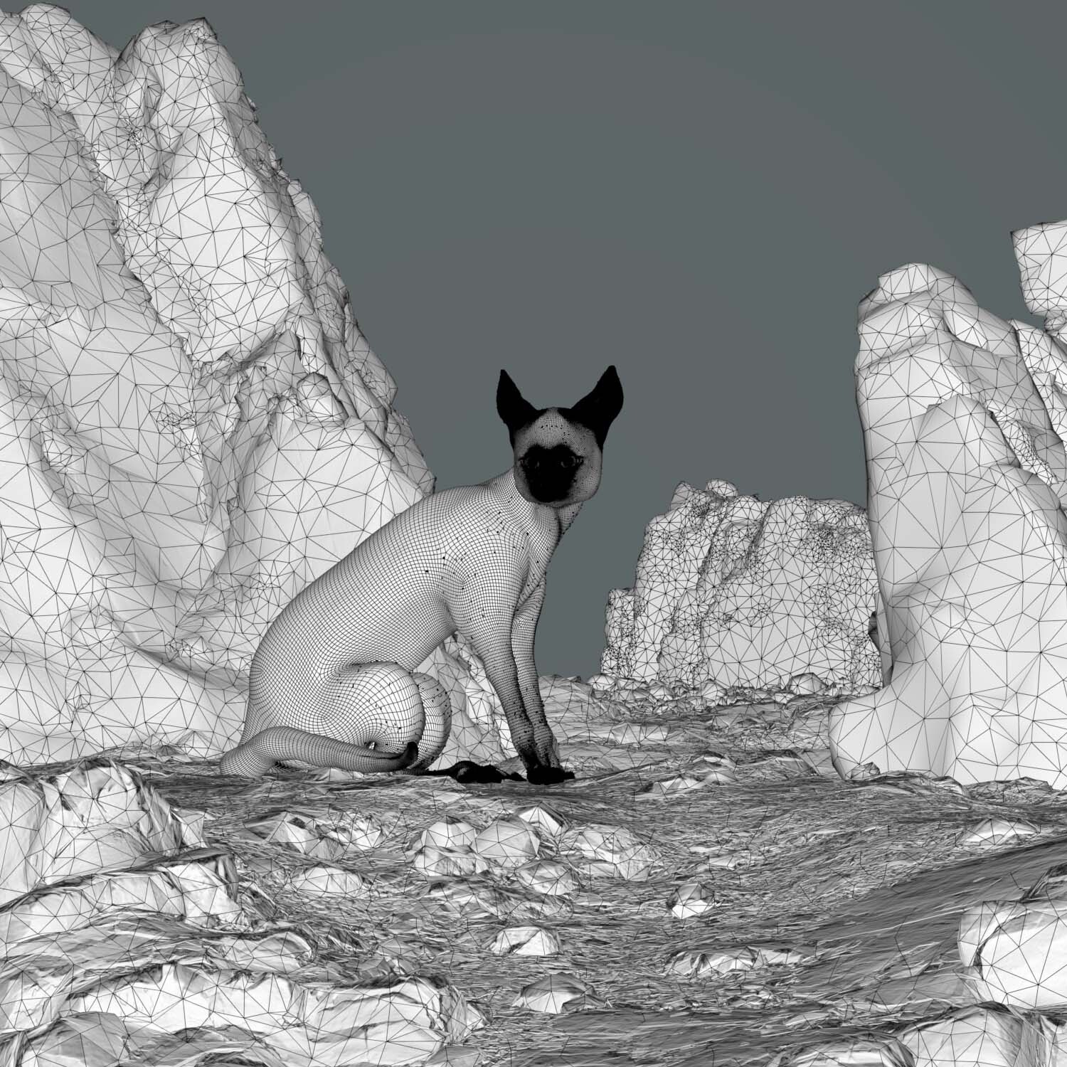 Blanfords fox - تصویر 7663