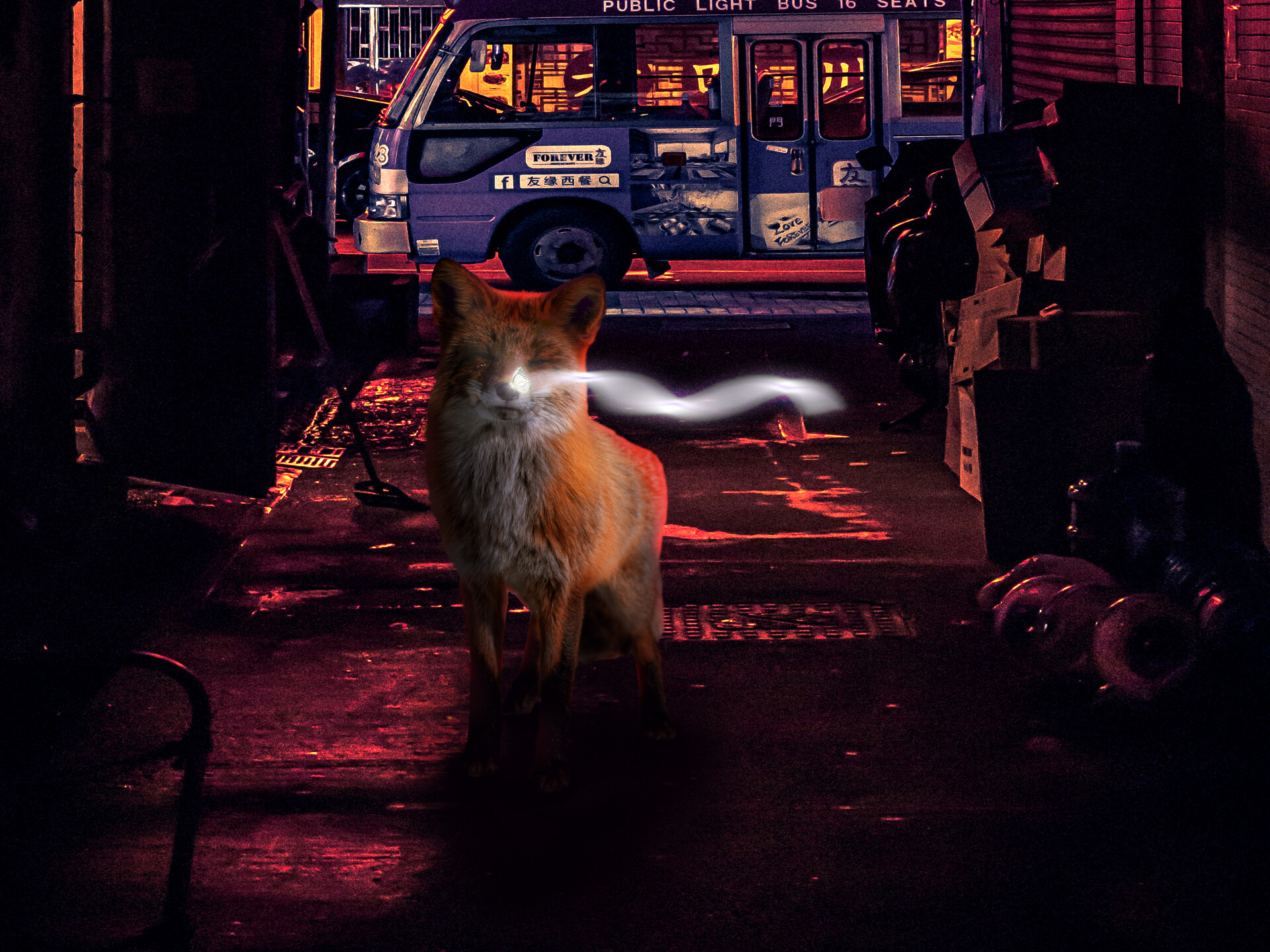 Fox & Light - تصویر 7624