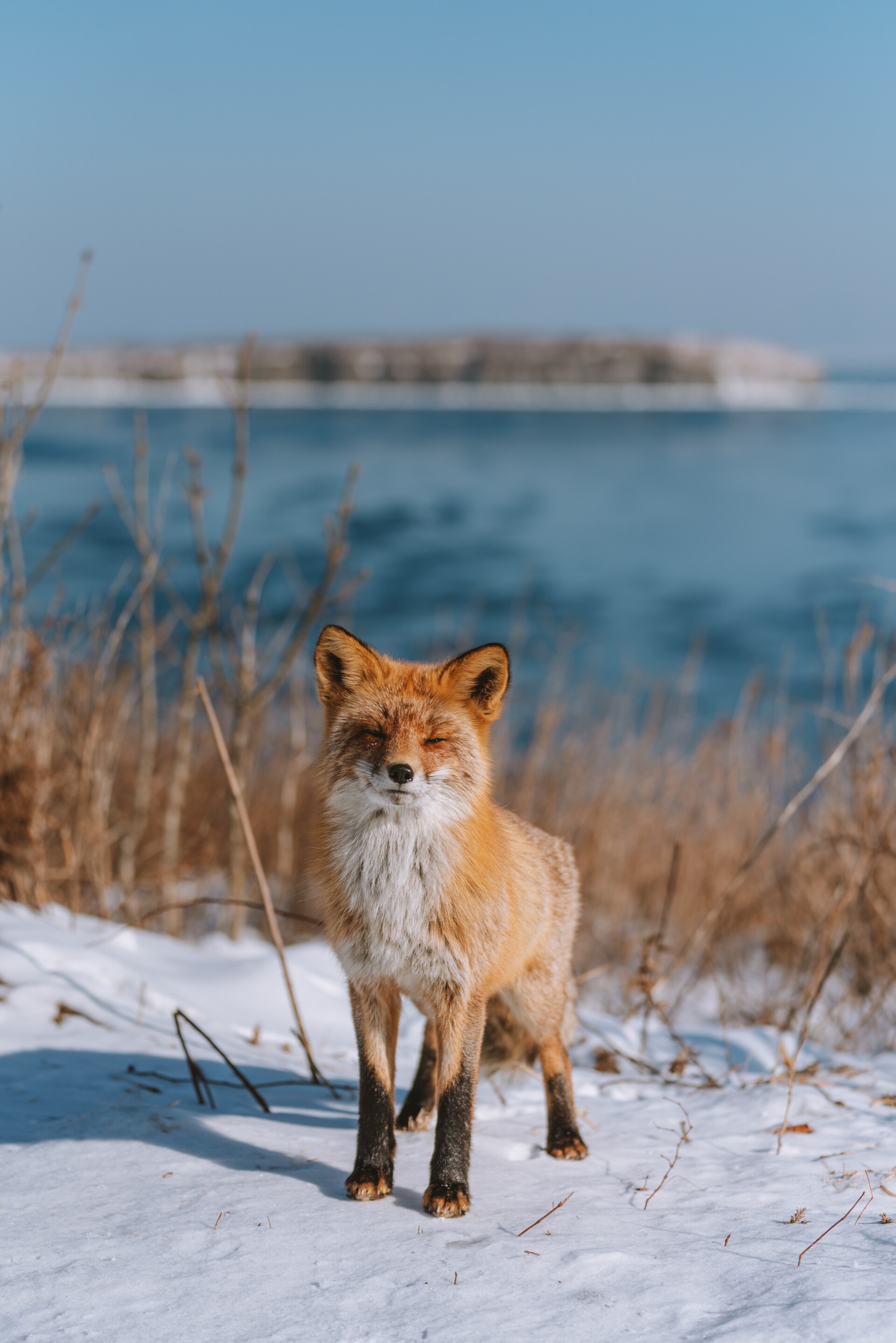 Fox & Light - تصویر 7627