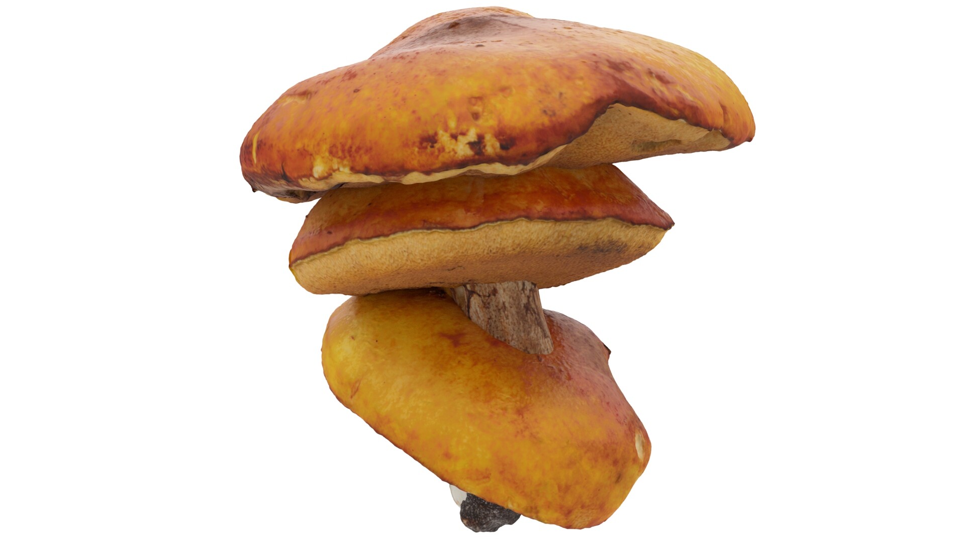 Mushrooms - تصویر 8148