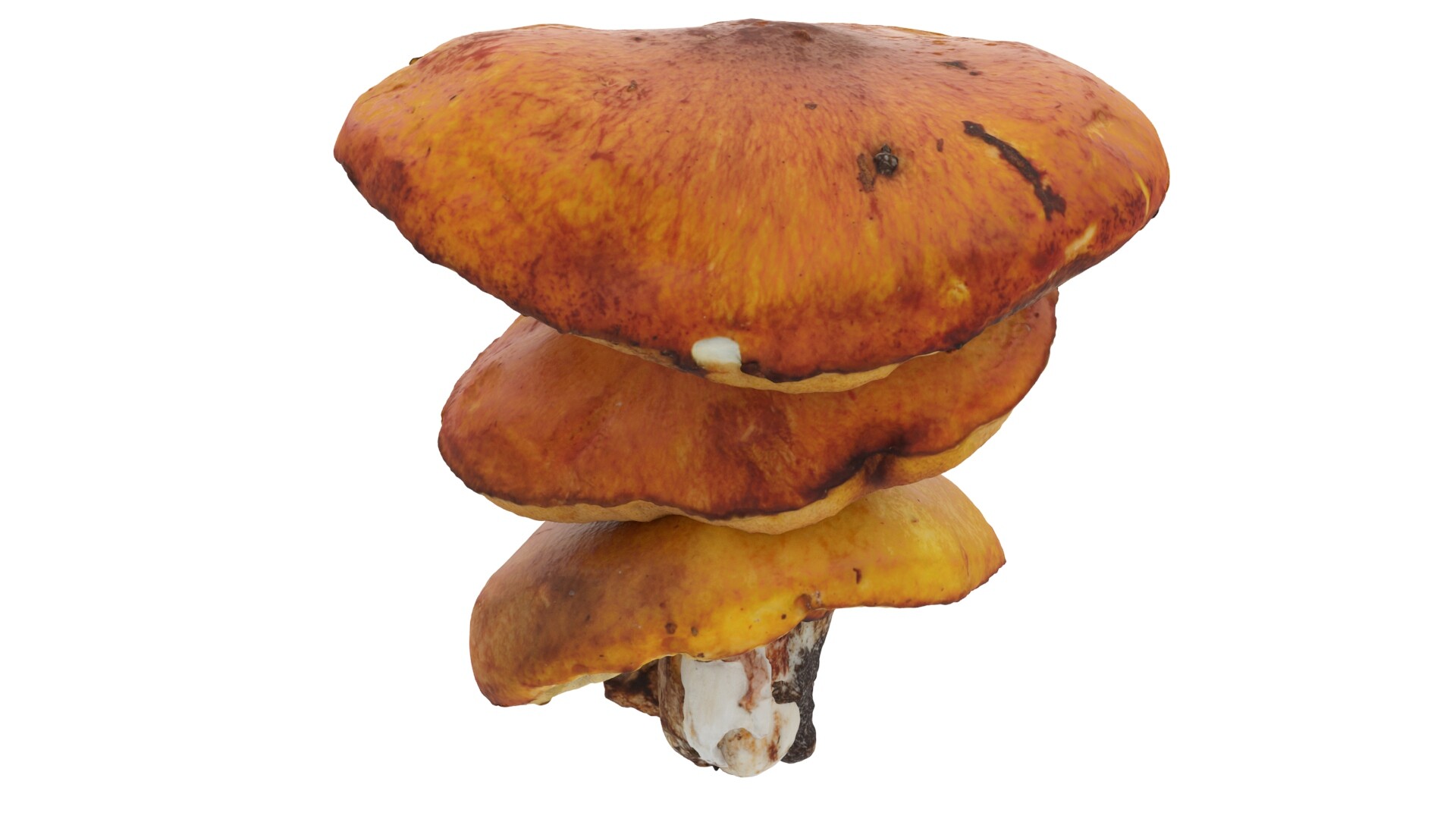 Mushrooms - تصویر 8149