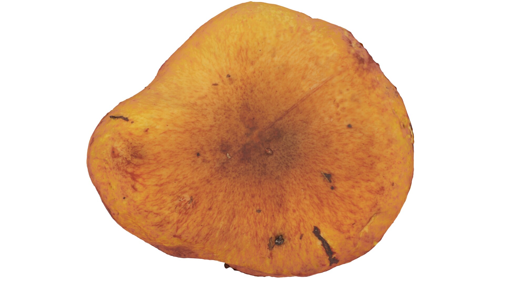 Mushrooms - تصویر 8150