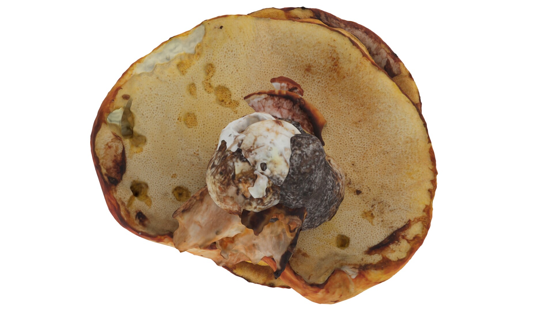 Mushrooms - تصویر 8151