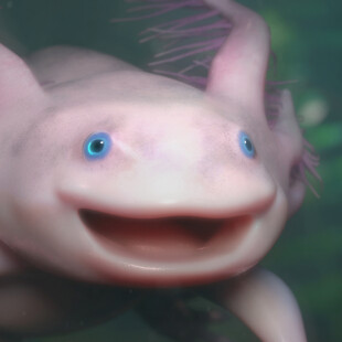 Axolotl