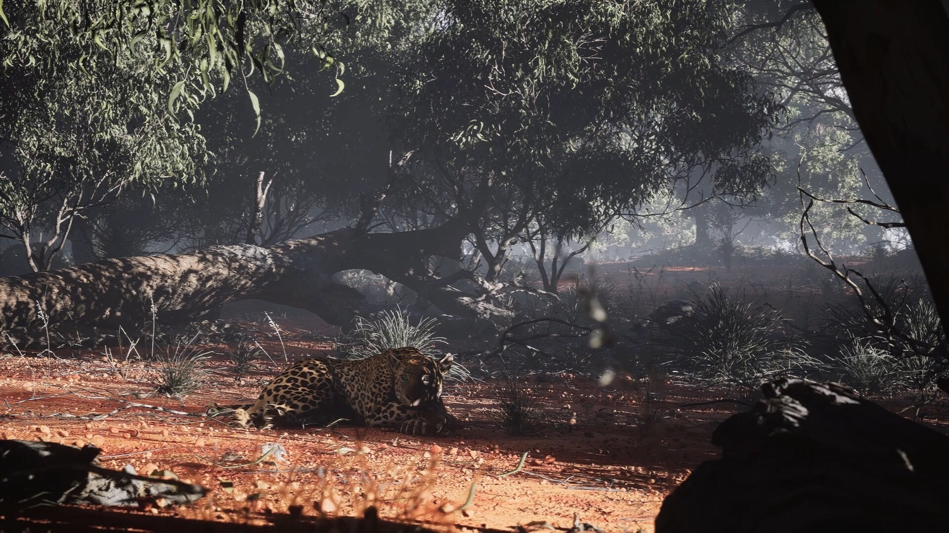 Leopard - تصویر 8927