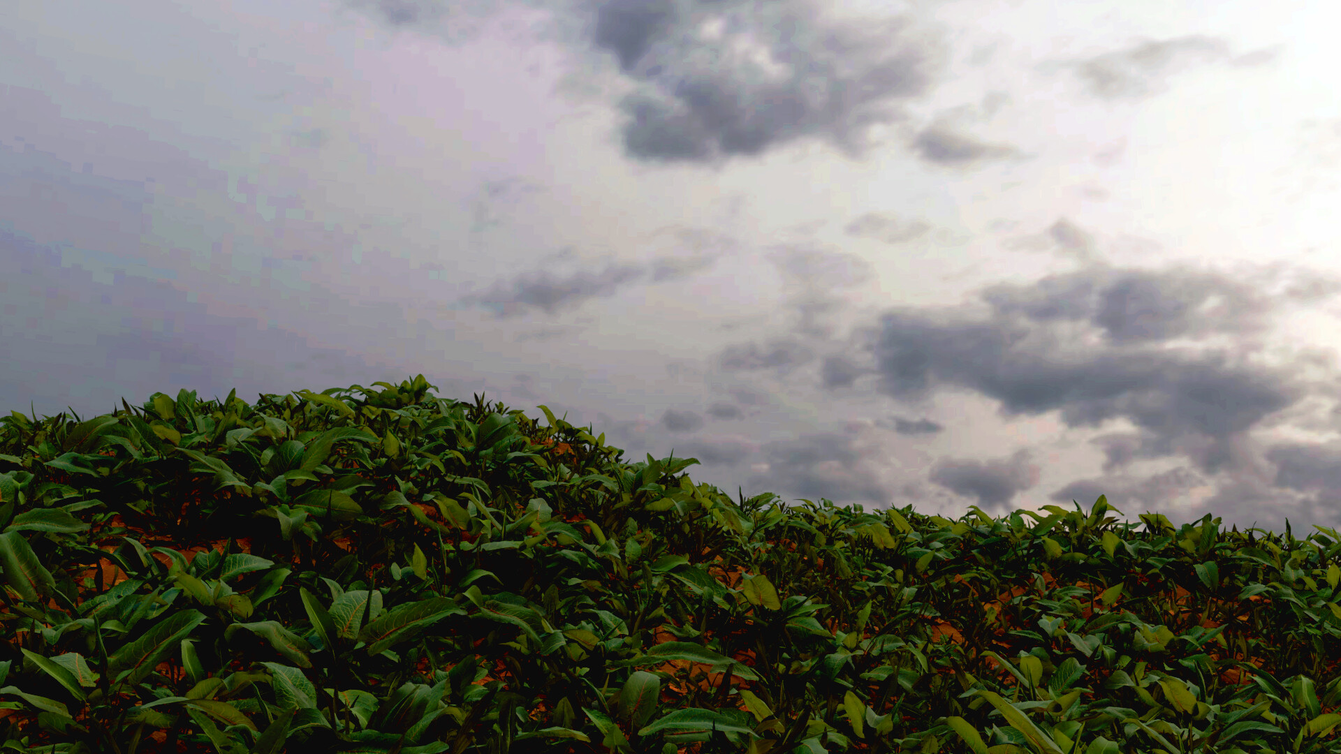 نمونه کار طراحی محیط طبیعی - تصویر 9455