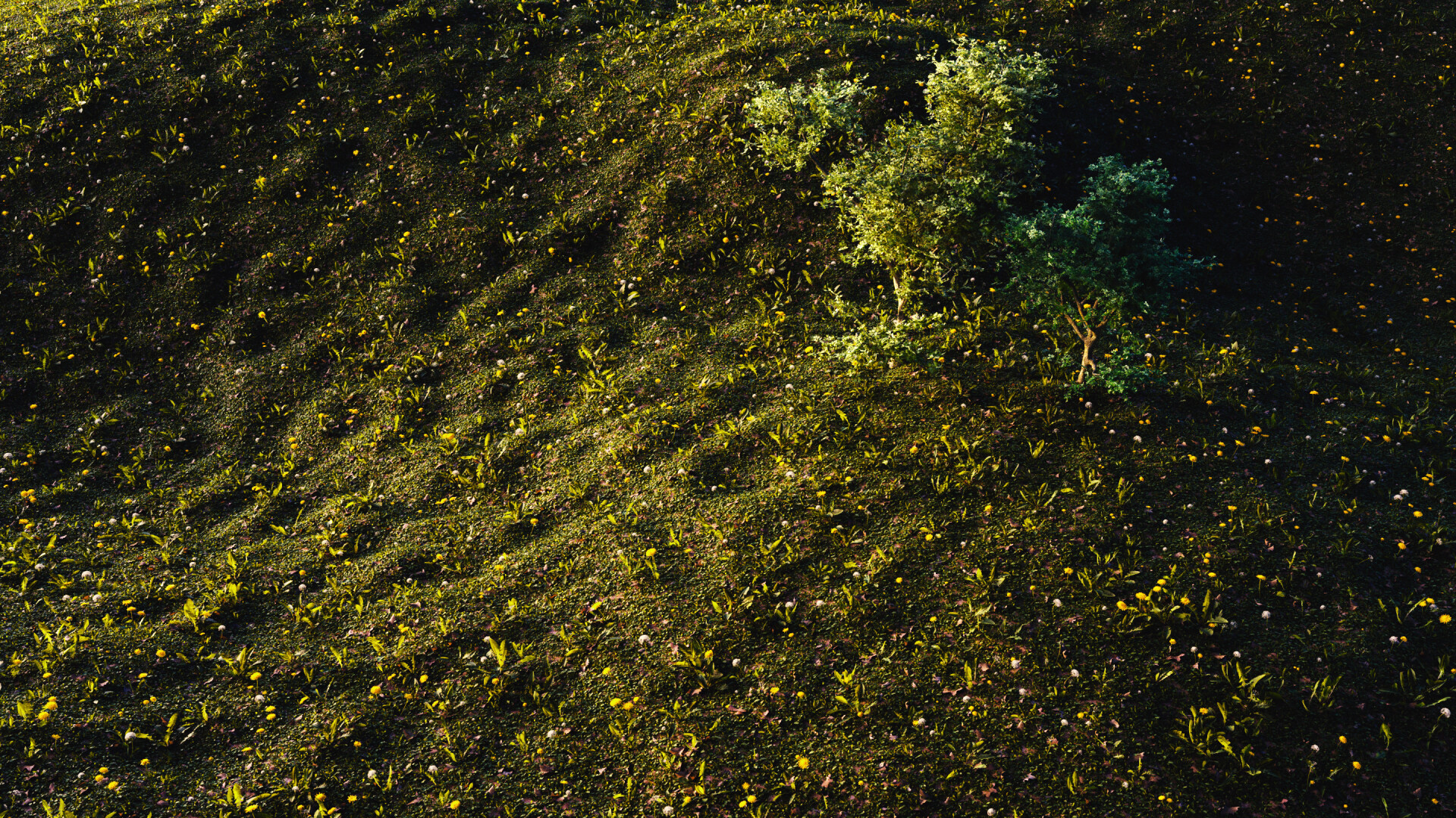 نمونه کار طراحی محیط طبیعی - تصویر 9456