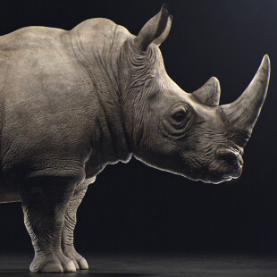 Northern White Rhinoceros