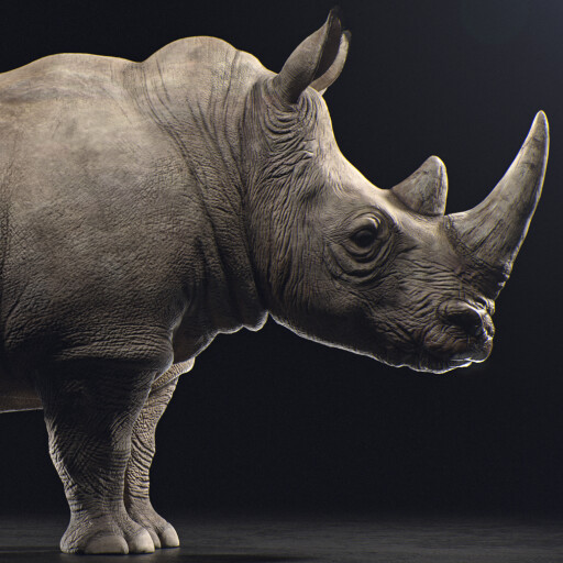 Northern White Rhinoceros