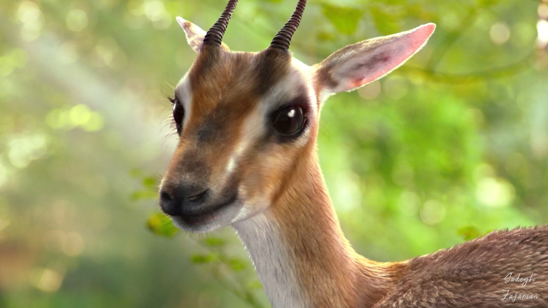 Gazelle kid - تصویر 10357