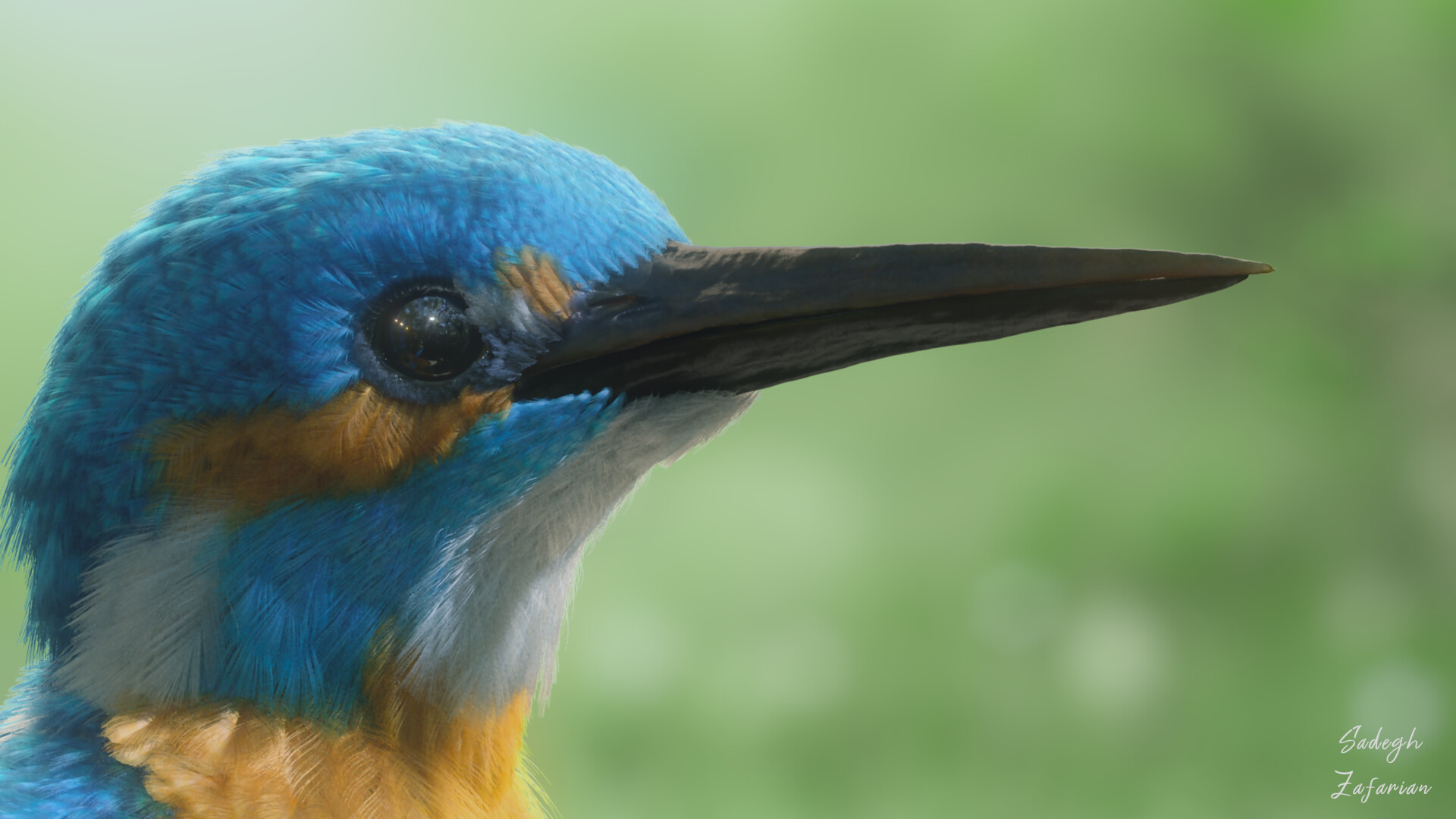 Kingfisher - تصویر 10506