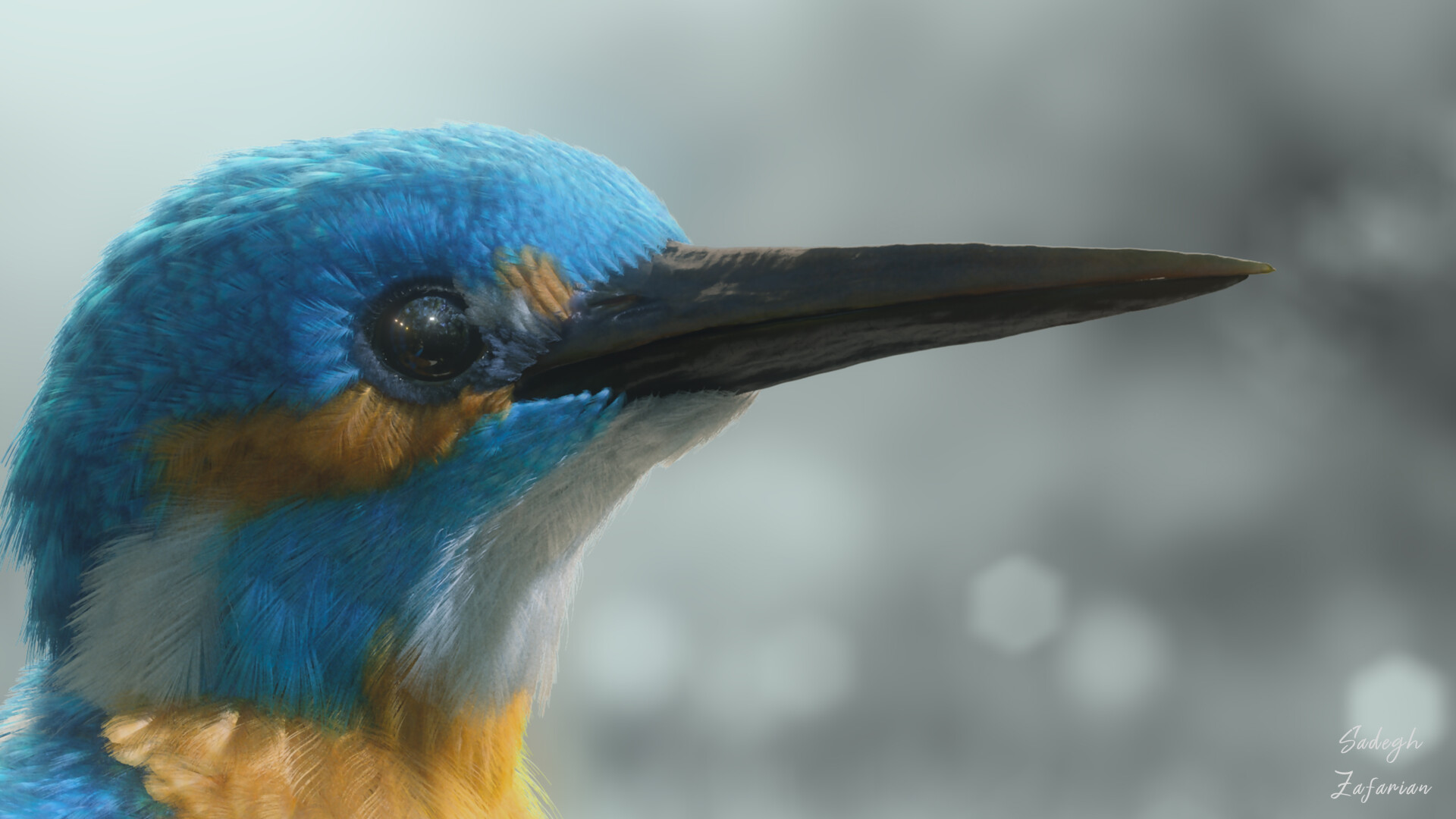 Kingfisher - تصویر 10508