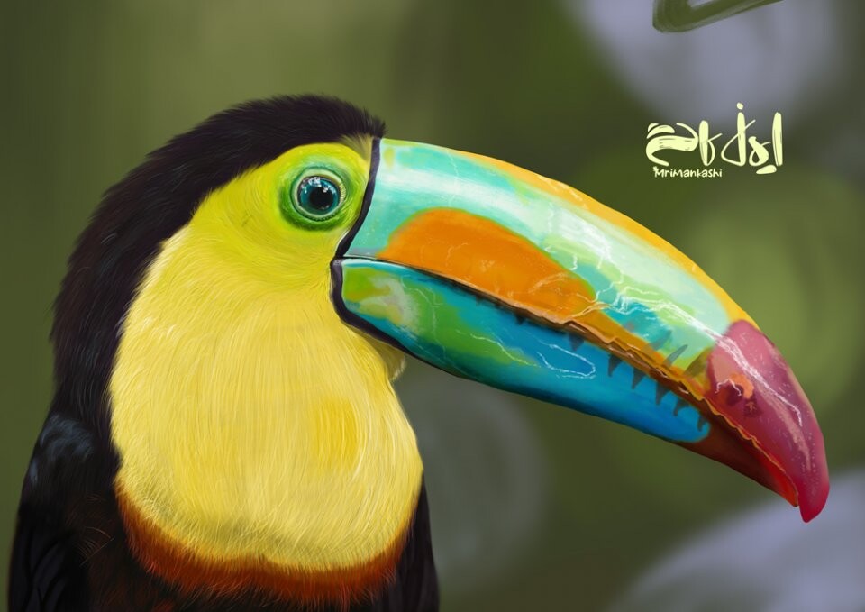 تصویر سازی طوطی - تصویر 10519