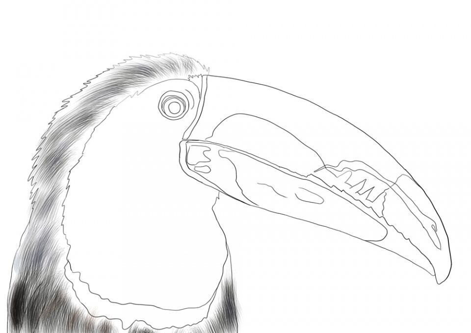 تصویر سازی طوطی - تصویر 10520