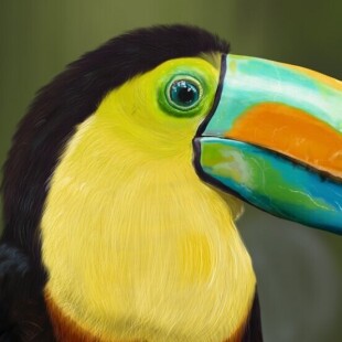 تصویر سازی طوطی