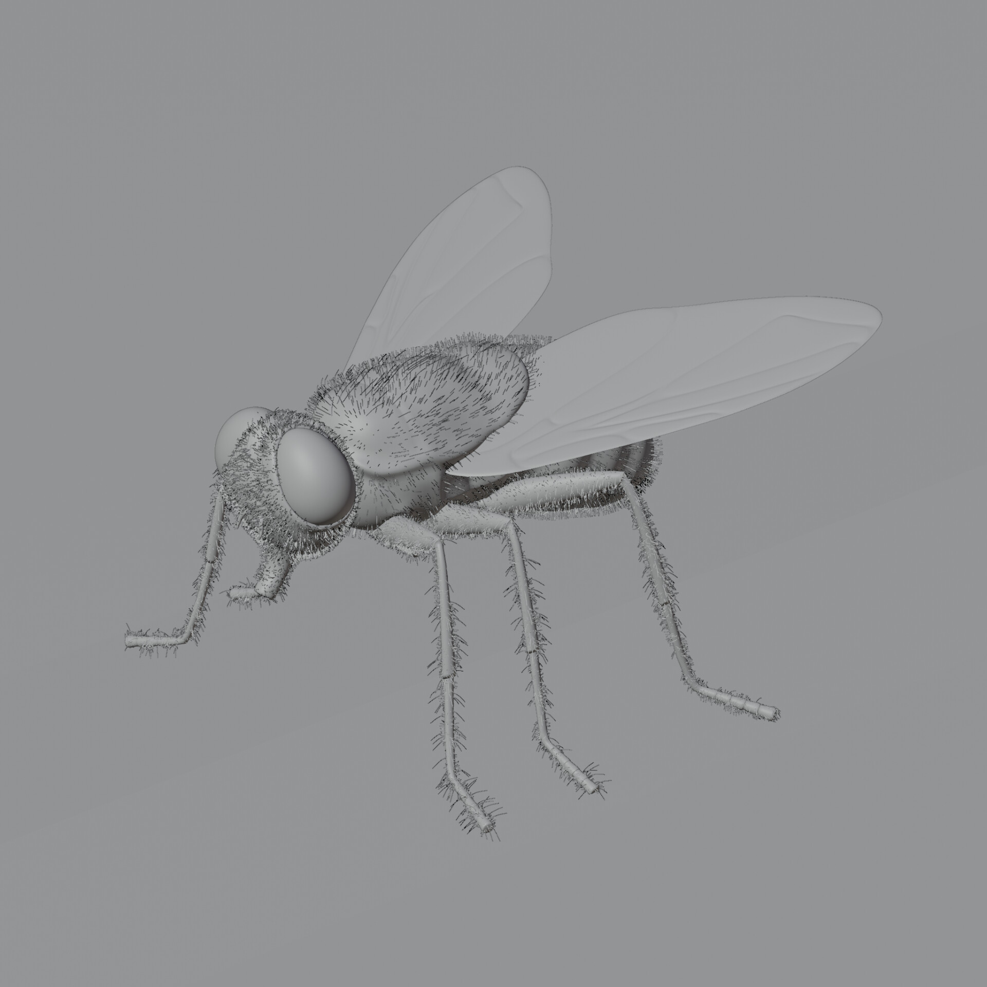 مگس! - تصویر 10626