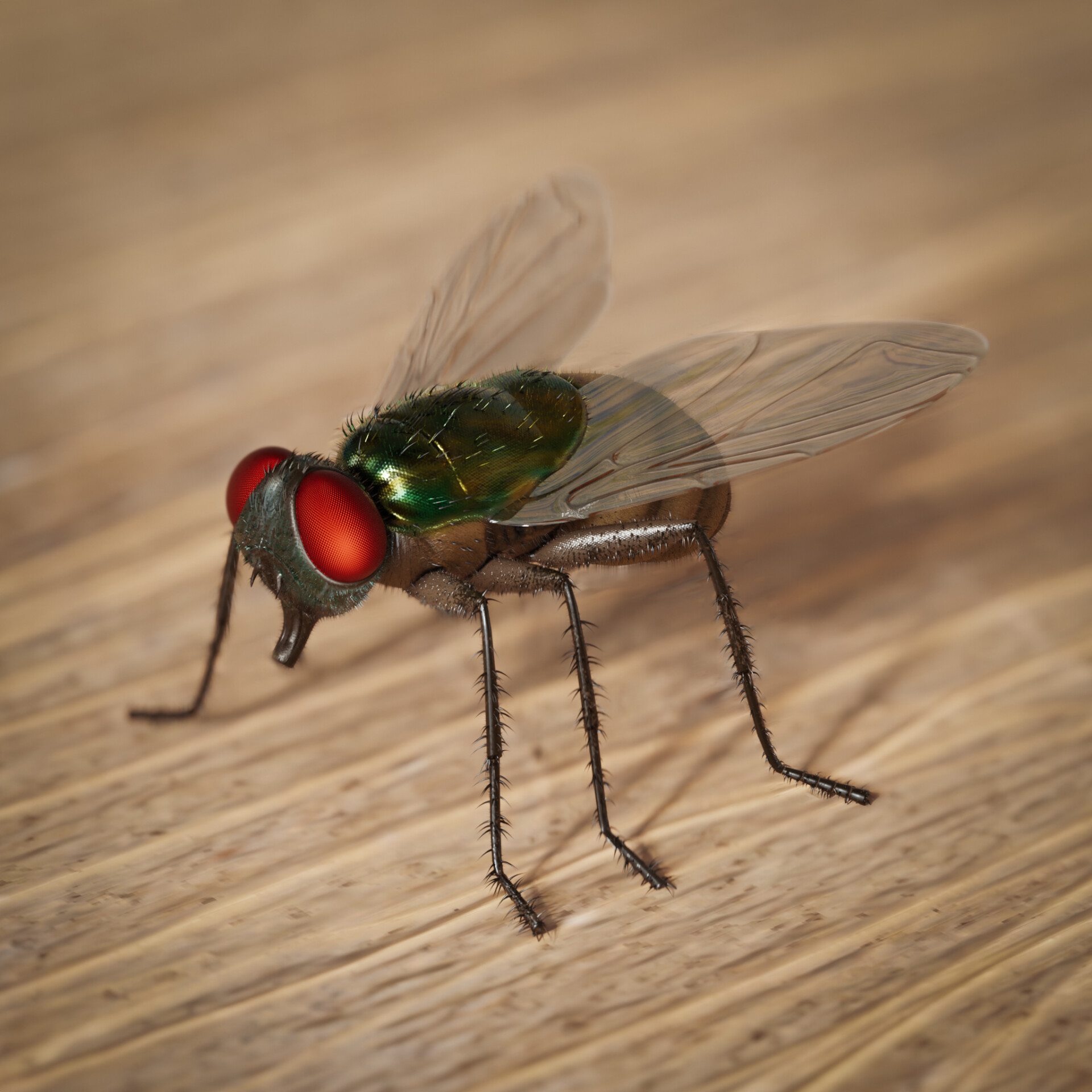 مگس! - تصویر 10627