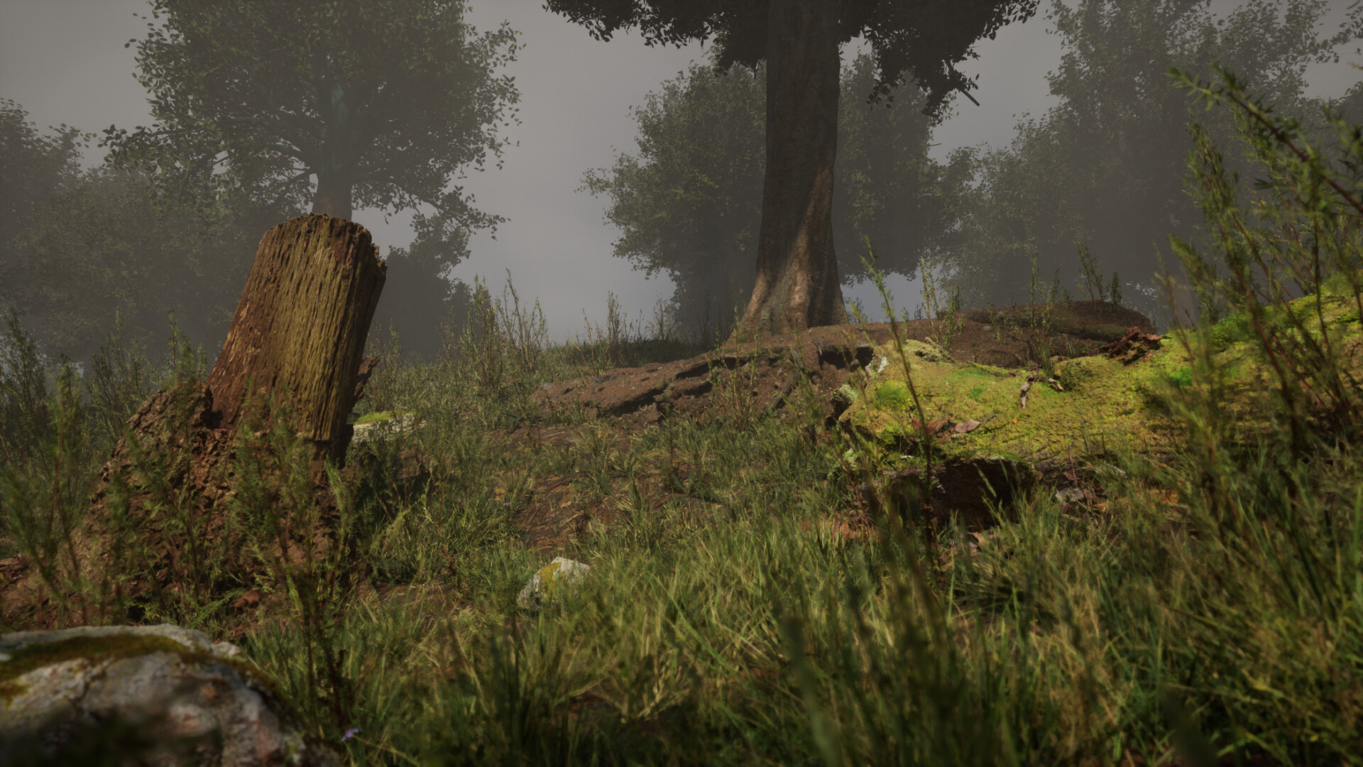 Forest with Nanite - Unreal Engine 5 - تصویر 10891