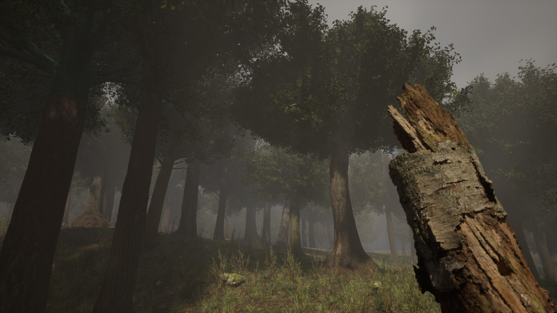 Forest with Nanite - Unreal Engine 5 - تصویر 10893