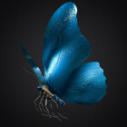 Blue butterfly