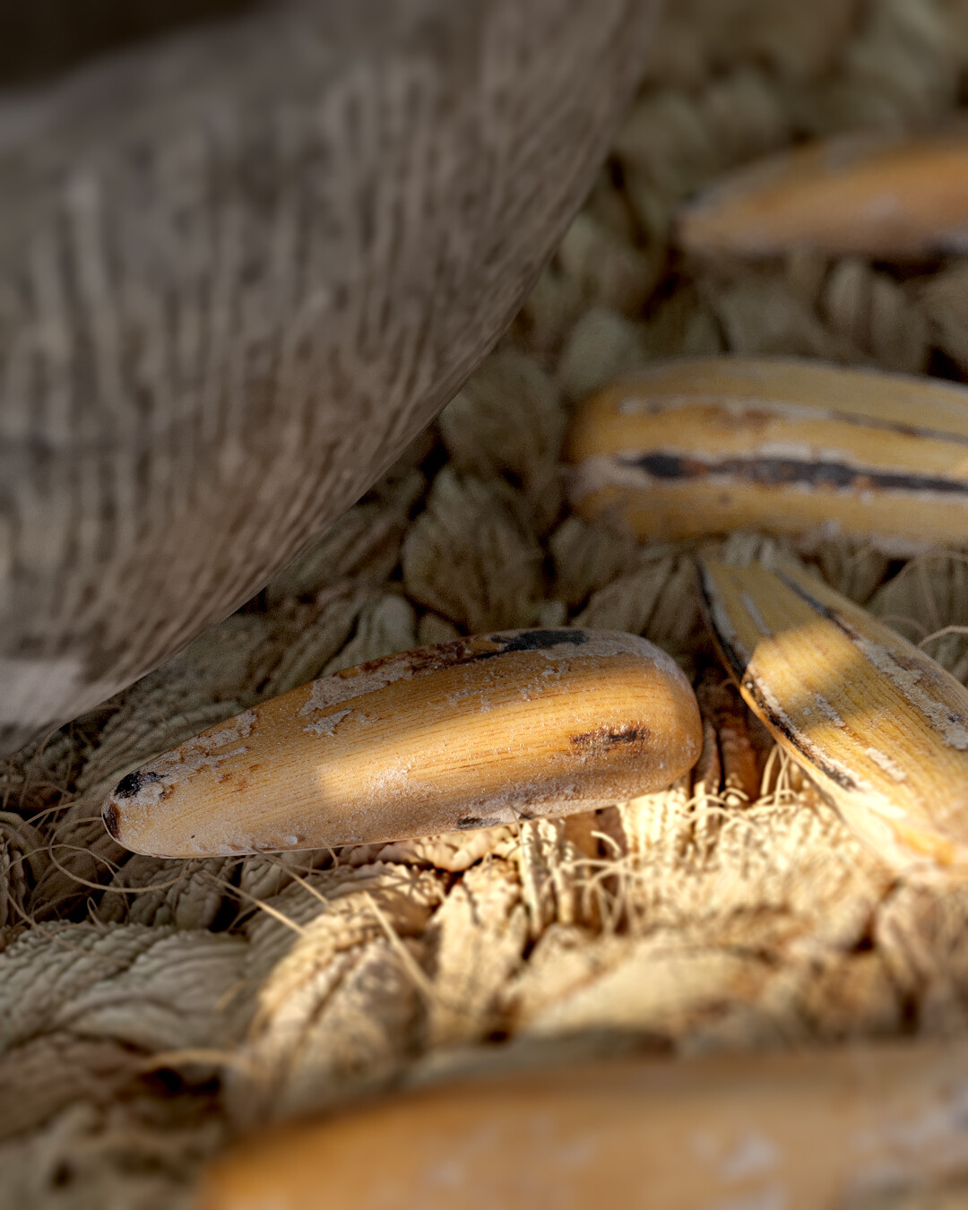 Relaxing in the grove - تصویر 12039