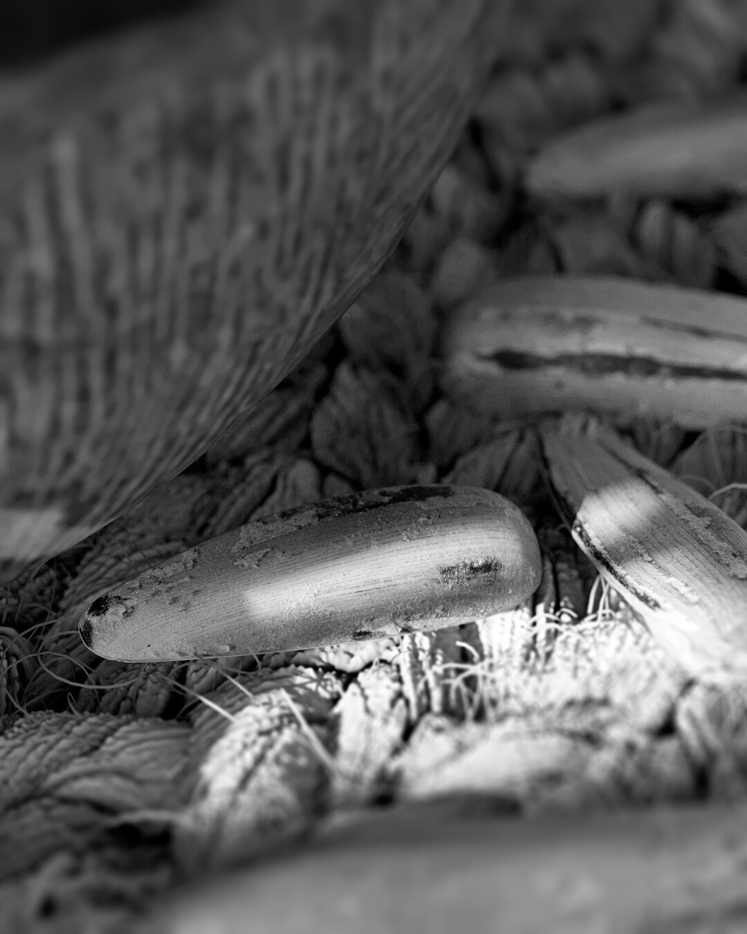 Relaxing in the grove - تصویر 12044