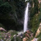 جنگل باستانی