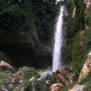 جنگل باستانی