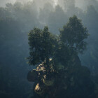 جنگل مه آلود