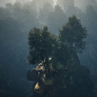 جنگل مه آلود