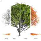 درخت افرا ژاپنی