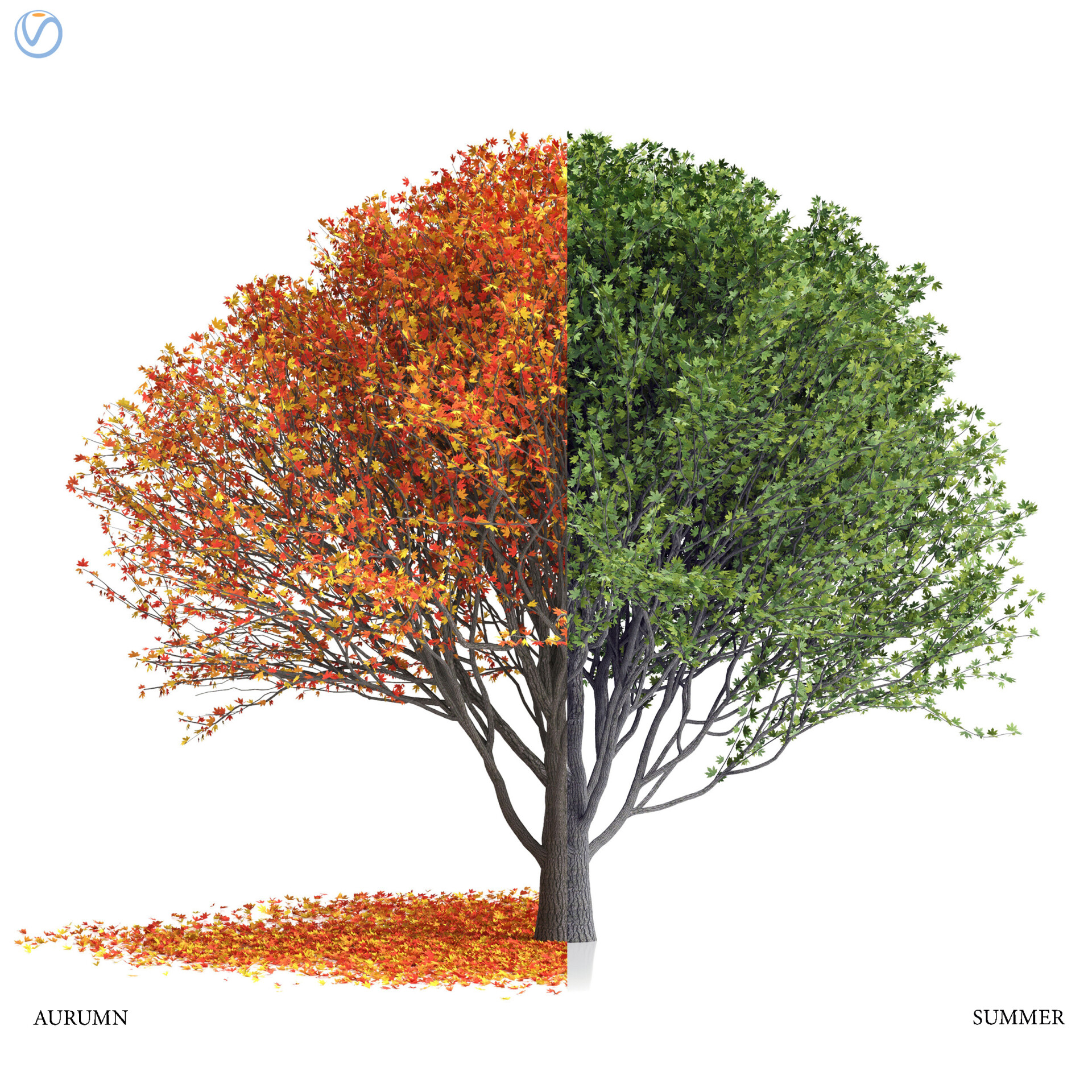 درخت افرا ژاپنی - تصویر 12555