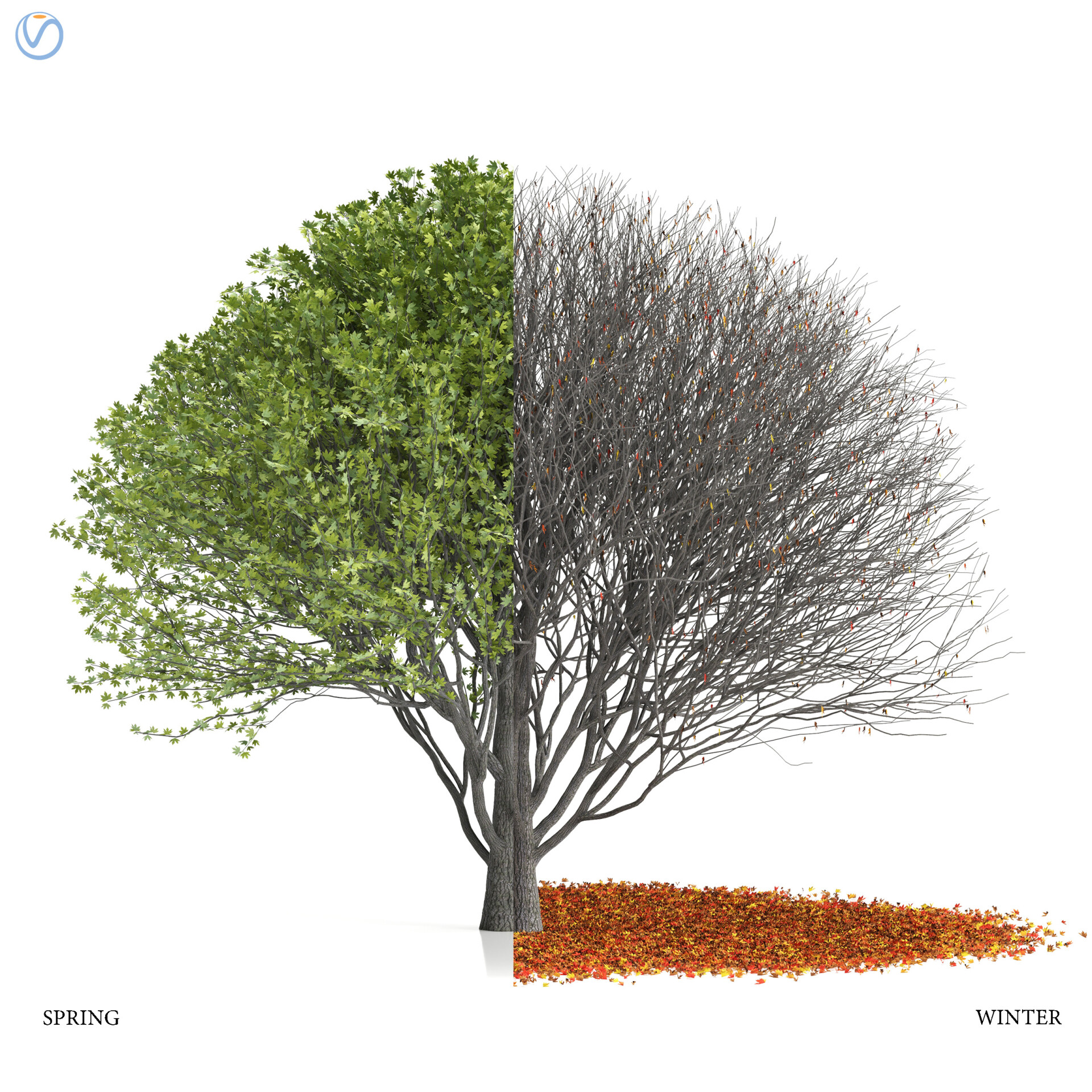 درخت افرا ژاپنی - تصویر 12556