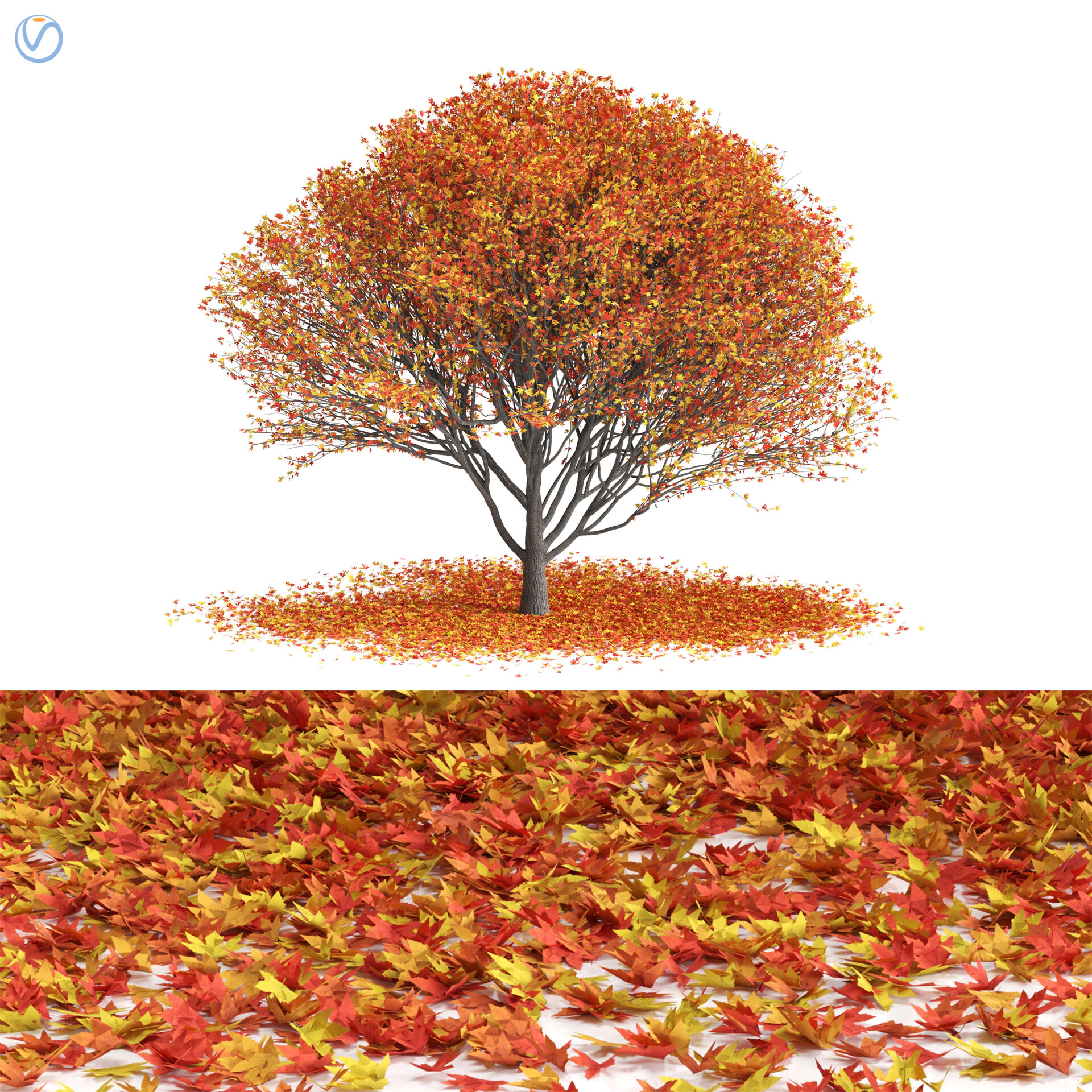 درخت افرا ژاپنی - تصویر 12559